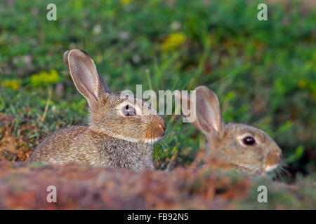 https://l450v.alamy.com/450v/fb92n5/two-young-european-rabbits-common-rabbit-oryctolagus-cuniculus-in-fb92n5.jpg