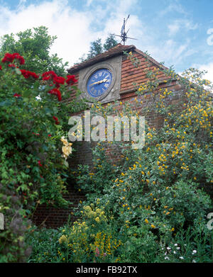 Pineapple broom and a tall red rose growing in border beside a brick clock tower Stock Photo