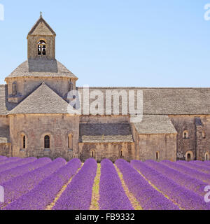 Abbey of Senanque and blooming rows lavender flowers, detail. Gordes, Luberon, Vaucluse, Provence, France, Europe. Stock Photo