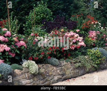 Pink hydrangeas and deep pink fuchias with Crocosmia 'Lucifer' in a raised border with a low stone wall Stock Photo