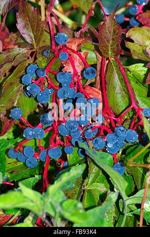 Beautiful image of Virginia Creeper (Parthenocissus quinquefolia) showing intense red vines and blue berries enhanced by rain. Stock Photo