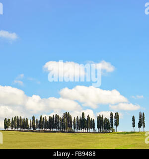 Cypress Trees rows on hill top, rural landscape in Chianti land near Florence. Tuscany, Italy, Europe. Stock Photo