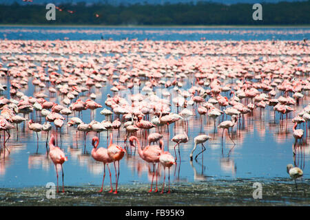 Lots of colorful flamingos in Nakuru lake, Kenya Stock Photo