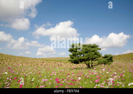 Cosmos flowers in field, Ibaraki Prefecture, Japan Stock Photo