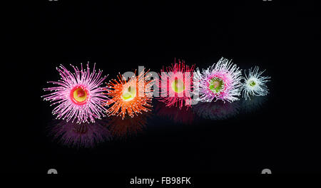 Colorful Eucalyptus flowers in Pink, Orange, Red, Pink, and white, isolated on black background with reflection Stock Photo