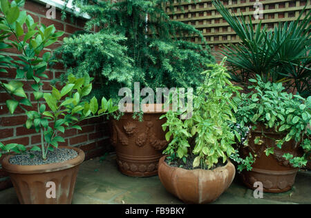 Herbs and a small conifer in a group of pots in corner of a townhouse patio Stock Photo