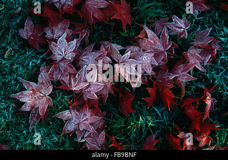 Close-up of frosted fallen maple leaves Stock Photo