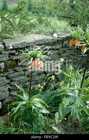 Orange Crown Imperials growing in border against a dry stone wall Stock Photo