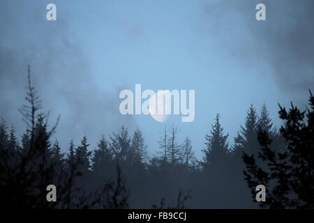 Moon setting over early morning misty woodland in Corris Wales Stock Photo