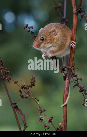 Harvest Mouse (Micromys Minutus) Stock Photo
