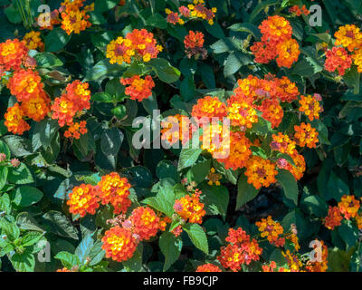 Lantana Camara shrub in Marbella Spain Stock Photo