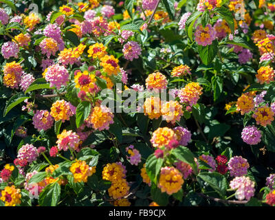 Lantana Camara shrub in Marbella Spain Stock Photo