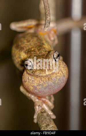 Calling male Peron's tree frog, Litoria peronii, at Glenbrook, New South Wales, Australia. Stock Photo