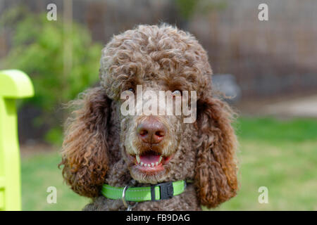 My friend Charlie the standard poodle Stock Photo