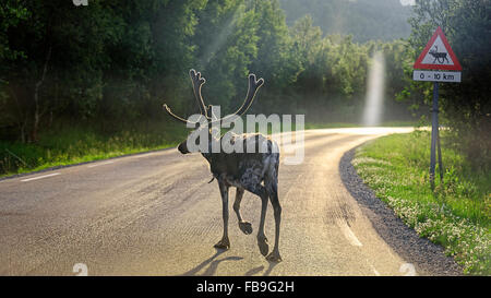 Reindeer (Rangifer tarandus) crossing road, Europa 6, E6, near Alta, Finnmark County, Norway Stock Photo