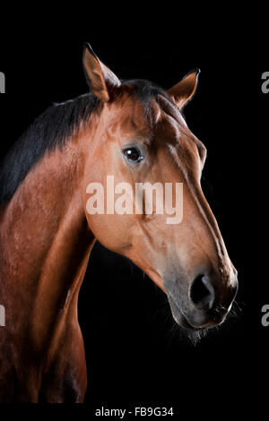 Domestic brown horse (Equus ferus caballus), front view, portrait