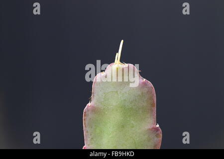 Close up of Epiphyllum or orchid cactus with roots growing on the top Stock Photo