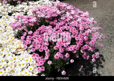 Argyranthemum frutescens or known as  Marguerite Daisy Stock Photo