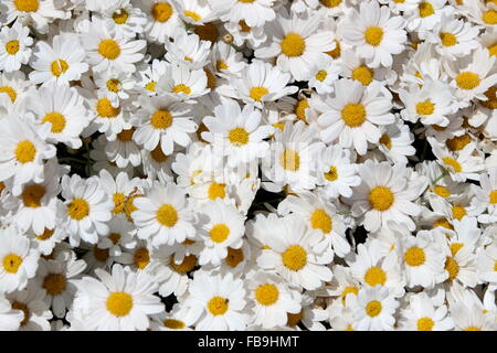 Argyranthemum frutescens or known as  Marguerite Daisy Stock Photo