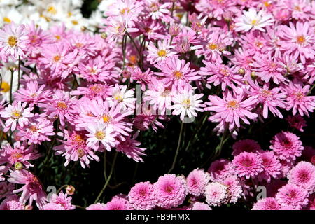 Argyranthemum frutescens or known as  Marguerite Daisy Stock Photo