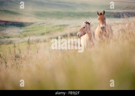 Wild Przewalski's horses in Khustain Nuruu National Park, Mongolia. Stock Photo