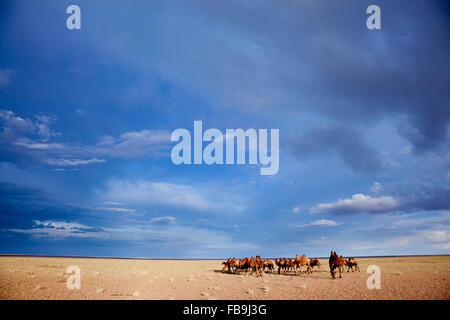 A herd of Bactrian camel in the Gobi Desert, Mongolia. Stock Photo