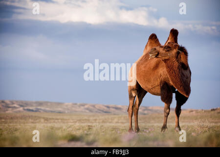 A Bactrian camel in the Gobi Desert, Mongolia. Stock Photo