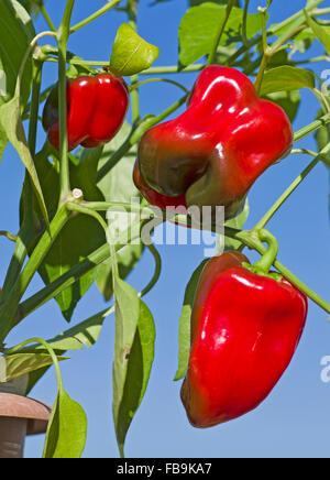 Close-up of three red bell peppers growing in container seen in bright sunshine against deep blue sky. Stock Photo