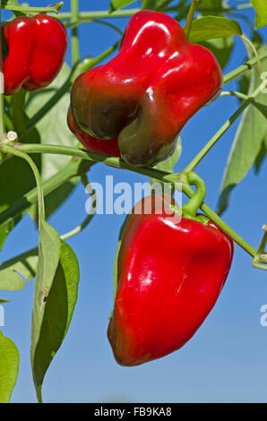 Close-up of three red bell peppers growing and ripening, seen in bright sunshine against deep blue sky. Stock Photo