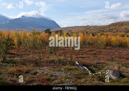 Colorful mountain forest. Birch, the Betula pubescens during autumn in Lapland. Trees and leaves in the Taiga in September. Stock Photo
