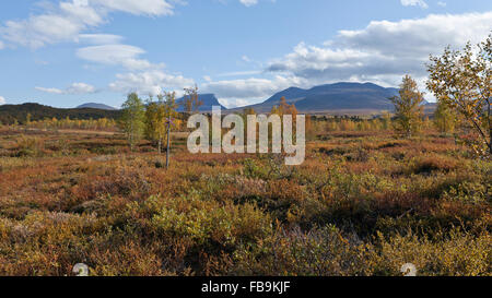 Colorful mountain forest. Birch, the Betula pubescens during autumn in Lapland. Trees and leaves in the Taiga in September. Stock Photo