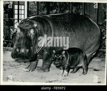 1962 - ''Maren'' Introduces Baby ''Rasmus''. Newest Addition To The Copenhagen zoo. A baby has just been born to ''Maren'' hippo inmete of the Copenhagen zoo, This is her 13th. baby in 13 years - and the father is 43 year old ''August'' the eldest hippo-father in captivity in the world. He was caught in Africa in 1911. Although Rasmus looks cut and tiny now - he will no doubt grow to be as big - fat and ugly as his illustrious parents. Photo Shows: ''Maren'' with her offspring 'Rasmus'' when seen by the public for the first time at the Copenhagen zoo. (Credit Image: © Keystone Pictures USA/Z Stock Photo