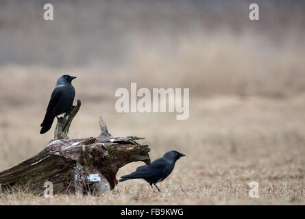 Two Western Jackdaw (Corvus monedula) in December in the meadow, one sitting on a piece of an old trunk. Poland, meadow near Nar Stock Photo