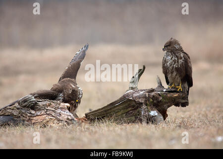 Two common buzzards (Buteo buteo) in December, sitting in a meadow near the Narew river in Poland. Horizontal view. Stock Photo