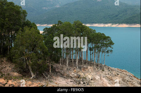 It's a photo of a forest near a lake. We see trees with dry roots. Stock Photo