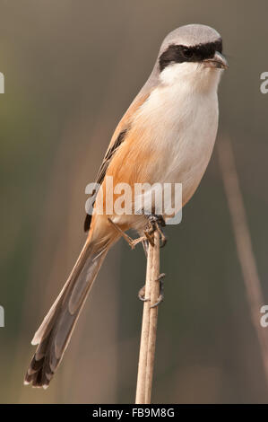 Long-tailed Shrike Stock Photo