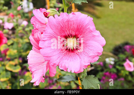 Pink hollyhock (Althaea rosea) blossoms Stock Photo
