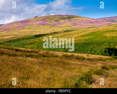 The Cheviot Hills near Linhope and Ingram in Northumberland National Park north east England UK in August with heather on moors Stock Photo