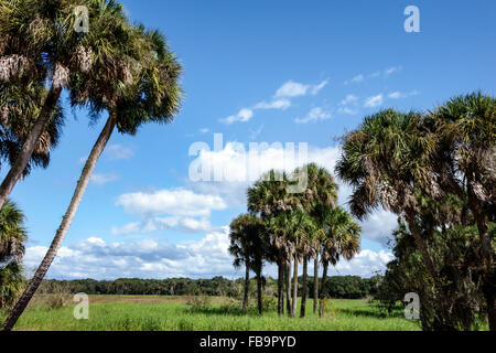 Sarasota Florida,Myakka River water State Park,nature,natural scenery,cabbage palm trees,visitors travel traveling tour tourist tourism landmark landm Stock Photo