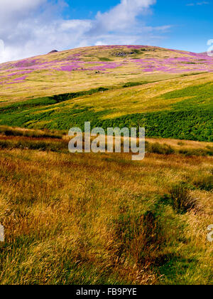 The Cheviot Hills near Linhope and Ingram in Northumberland National Park north east England UK in August with heather on moors Stock Photo