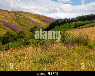 The Cheviot Hills near Linhope and Ingram in Northumberland National Park north east England UK in August with heather on moors Stock Photo