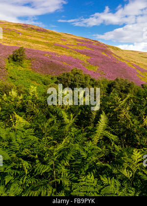 The Cheviot Hills near Linhope and Ingram in Northumberland National Park north east England UK in August with heather on moors Stock Photo