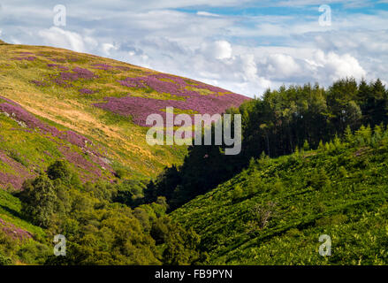 The Cheviot Hills near Linhope and Ingram in Northumberland National Park north east England UK in August with heather on moors Stock Photo