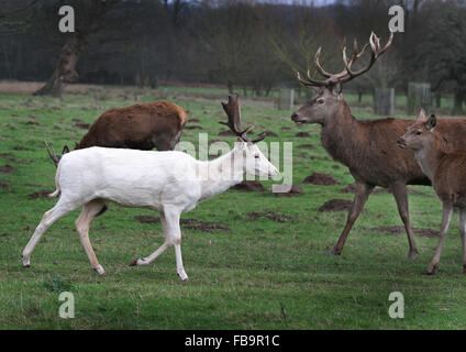 Rare white Fallow deer stag with red deer. Stock Photo