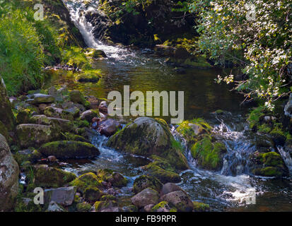 Linhope Spout an 188 metre chute of water in the Cheviot Hills near Ingram  Northumberland National Park north east England UK Stock Photo