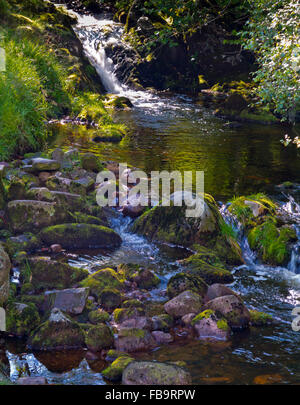 Linhope Spout an 188 metre chute of water in the Cheviot Hills near Ingram  Northumberland National Park north east England UK Stock Photo