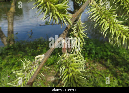 Alder fly (Sialis lutaria) on female catkin of goat willow (Salix caprea) beside a lake (mere) Stock Photo