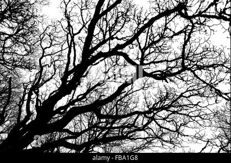 Black and white abstract silhouette of winter tree branches Stock Photo