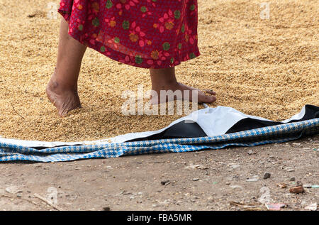 Women spreading rice on mat with her feet for drying Stock Photo