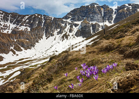 Crocus flowers and spring landscape in the Carpathian mountains Stock Photo